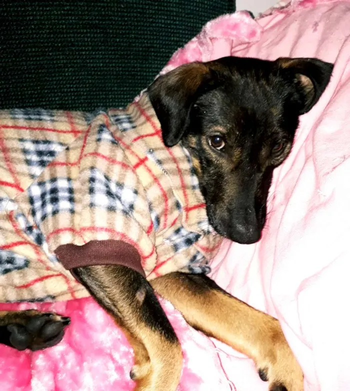 Cachorro ra a Não definida idade 1 ano nome BORIS