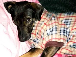 Cachorro raça Não definida idade 1 ano nome BORIS