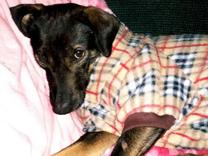 Cachorro ra a Não definida idade 1 ano nome BORIS