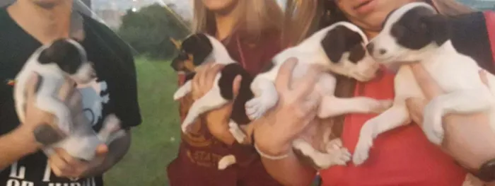 Cachorro ra a Não definida idade 2 a 6 meses nome Irmãos 