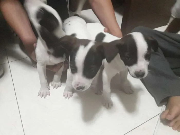 Cachorro ra a Não definida idade 2 a 6 meses nome Irmãos 