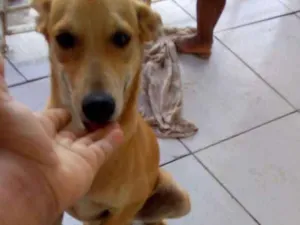 Cachorro raça Vira lata  idade 7 a 11 meses nome Dog