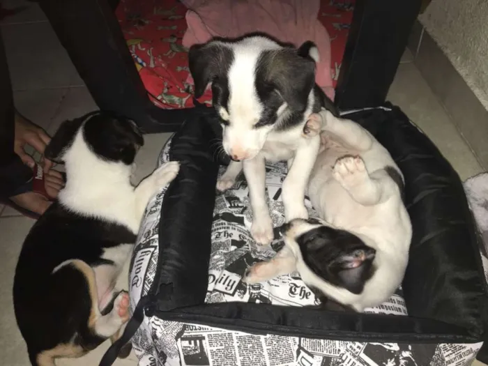 Cachorro ra a Não definida idade 2 a 6 meses nome Irmãos 