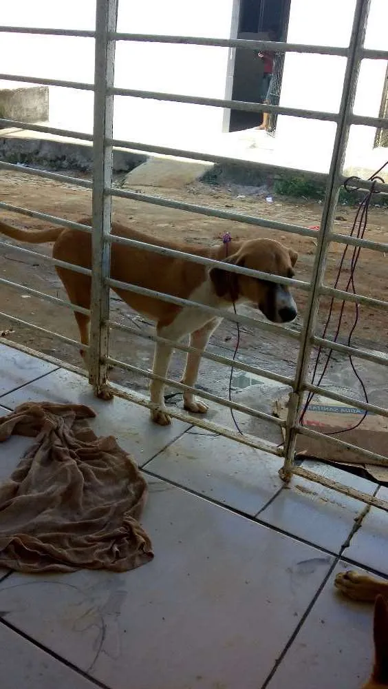 Cachorro ra a  idade 7 a 11 meses nome Dog