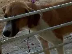 Cachorro raça  idade 7 a 11 meses nome Dog