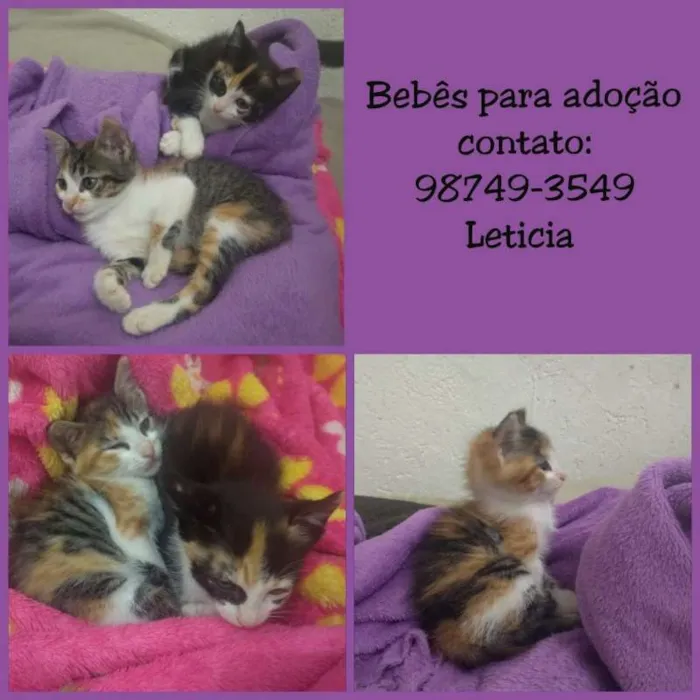 Gato ra a SRD idade Abaixo de 2 meses nome gatinhas
