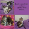 gatinhas
