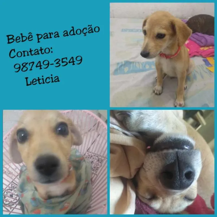 Cachorro ra a srd idade 2 a 6 meses nome Filhote
