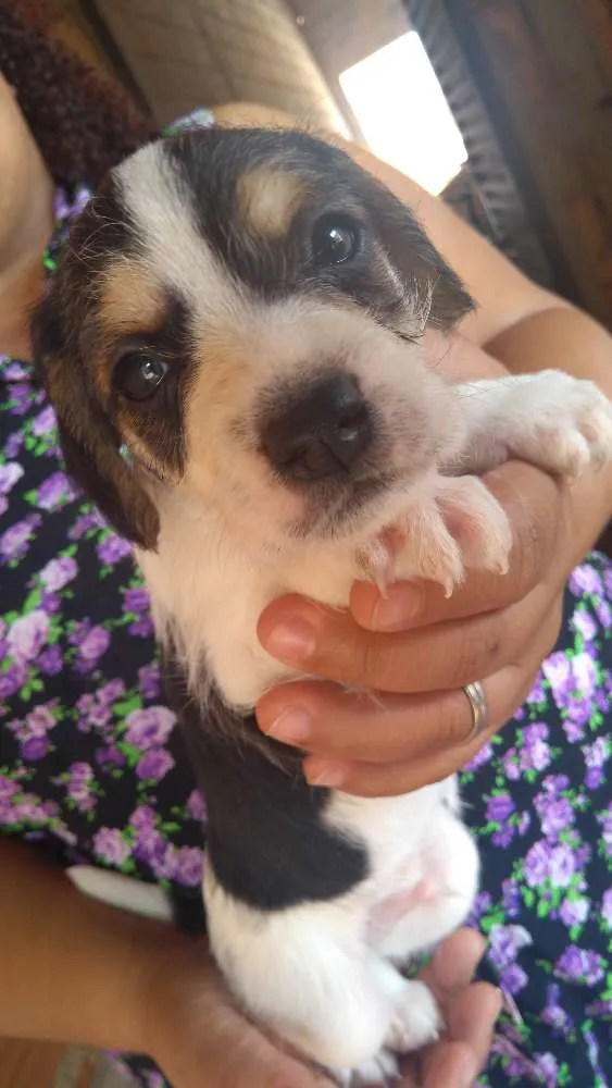 Cachorro ra a Vira-lata idade Abaixo de 2 meses nome Bus (bãs)