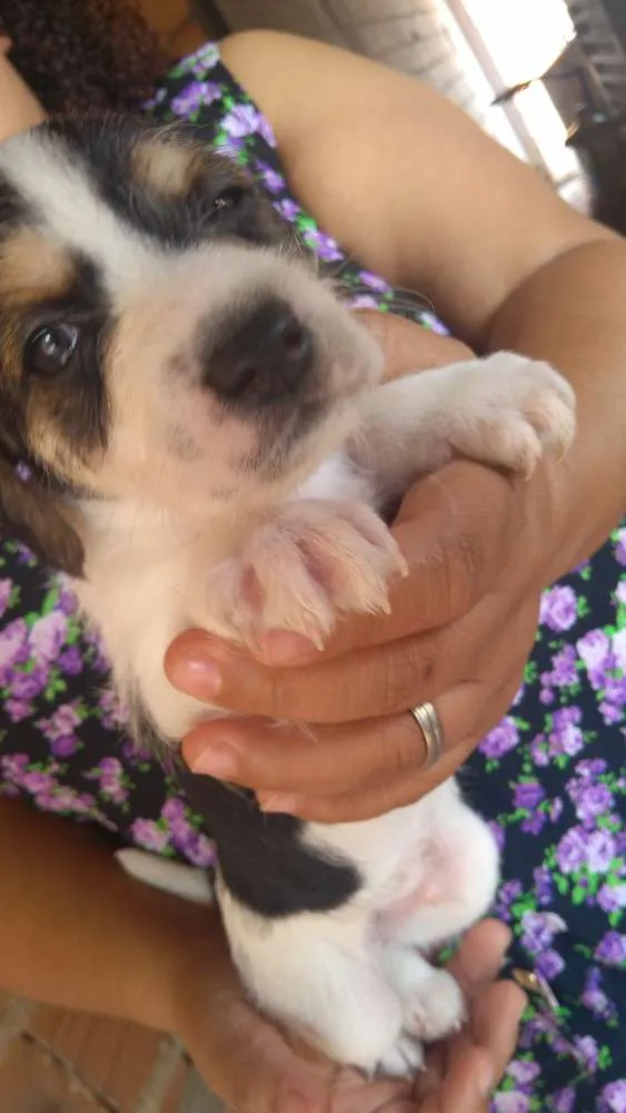 Cachorro ra a Vira-lata idade Abaixo de 2 meses nome Bus (bãs)