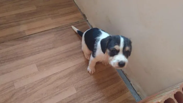 Cachorro ra a Vira-lata idade Abaixo de 2 meses nome Bus (bãs)