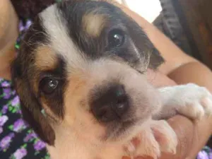 Cachorro raça Vira-lata idade Abaixo de 2 meses nome Bus (bãs)