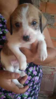 Roxie