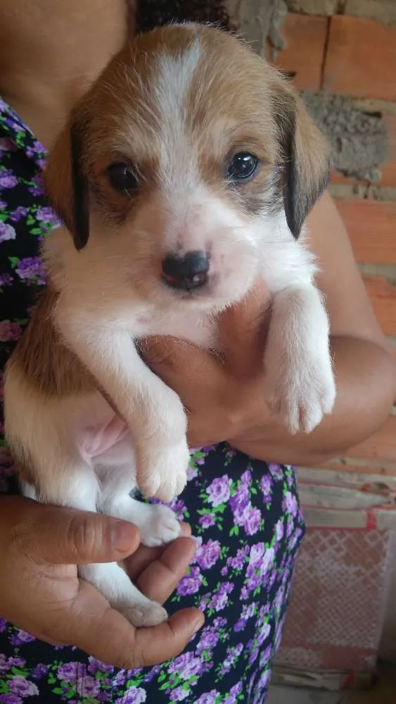 Cachorro ra a Vira-lata idade Abaixo de 2 meses nome Roxie