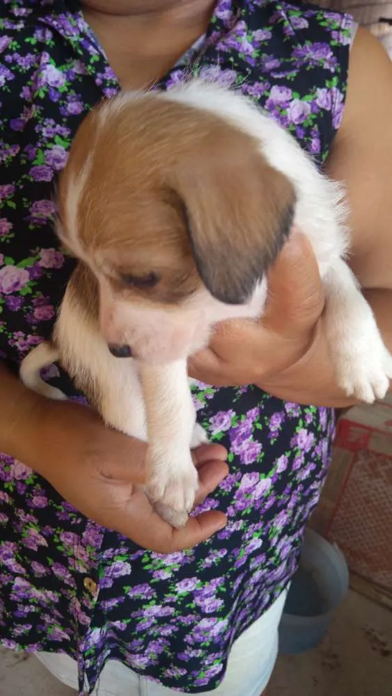 Cachorro ra a Vira-lata idade Abaixo de 2 meses nome Roxie