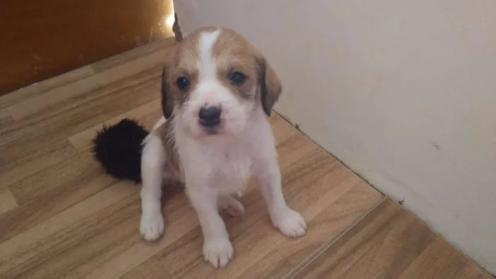 Cachorro ra a Vira-lata idade Abaixo de 2 meses nome Roxie