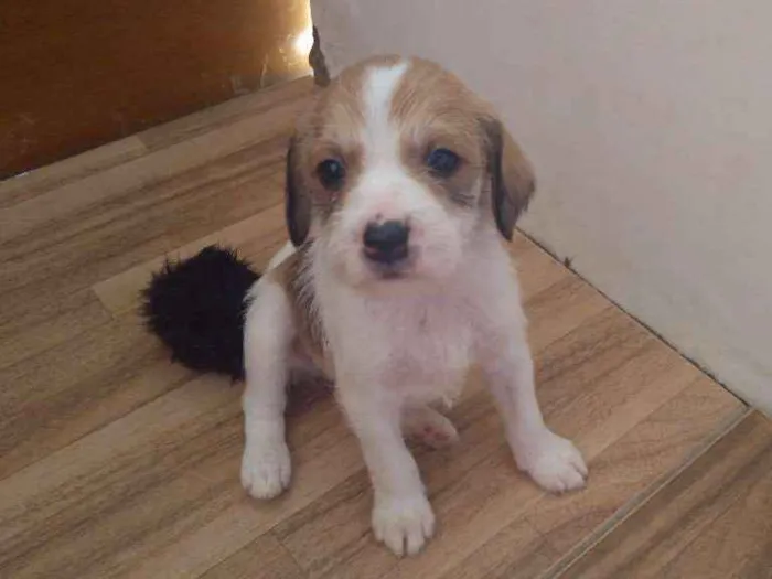 Cachorro ra a Vira-lata idade Abaixo de 2 meses nome Roxie