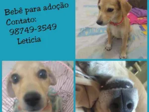 Cachorro raça srd idade 2 a 6 meses nome Filhote