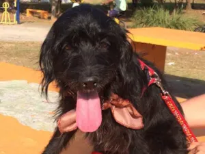 Cachorro raça Sdr idade 3 anos nome NOAH