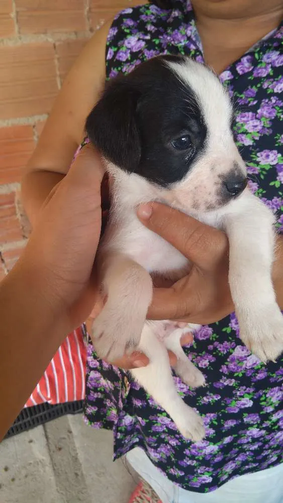 Cachorro ra a Vira-lata idade Abaixo de 2 meses nome Shake