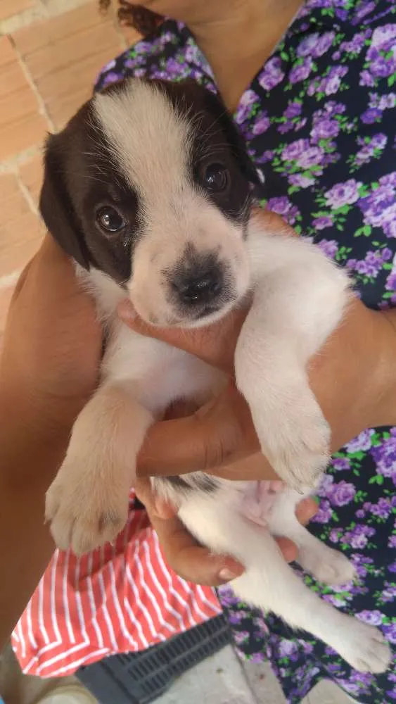 Cachorro ra a Vira-lata idade Abaixo de 2 meses nome Shake