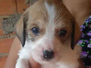 Cachorro raça Vira-lata idade Abaixo de 2 meses nome Roxie