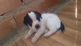 Shake