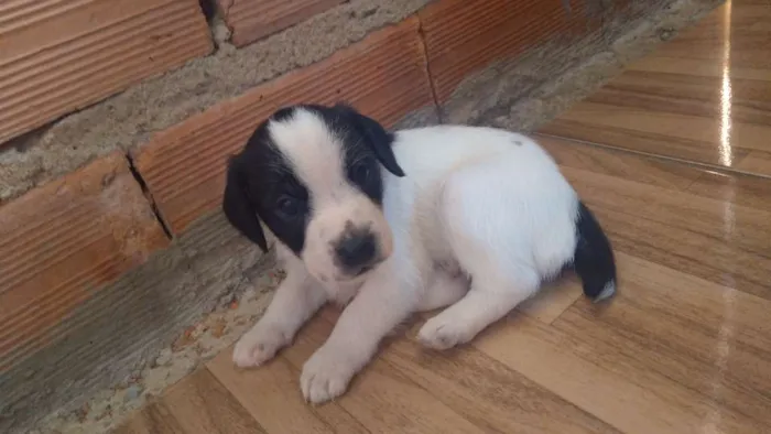 Cachorro ra a Vira-lata idade Abaixo de 2 meses nome Shake