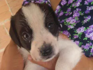 Cachorro raça Vira-lata idade Abaixo de 2 meses nome Shake