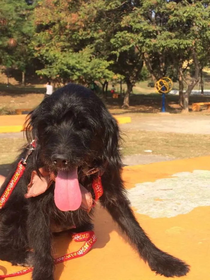 Cachorro ra a Sdr idade 3 anos nome NOAH