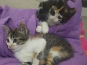 Gato raça SRD idade Abaixo de 2 meses nome gatinhas