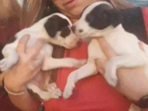 Cachorro raça Não definida idade 2 a 6 meses nome Irmãos 
