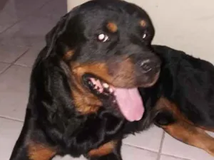 Cachorro raça Hotweiller  idade 5 anos nome Glick