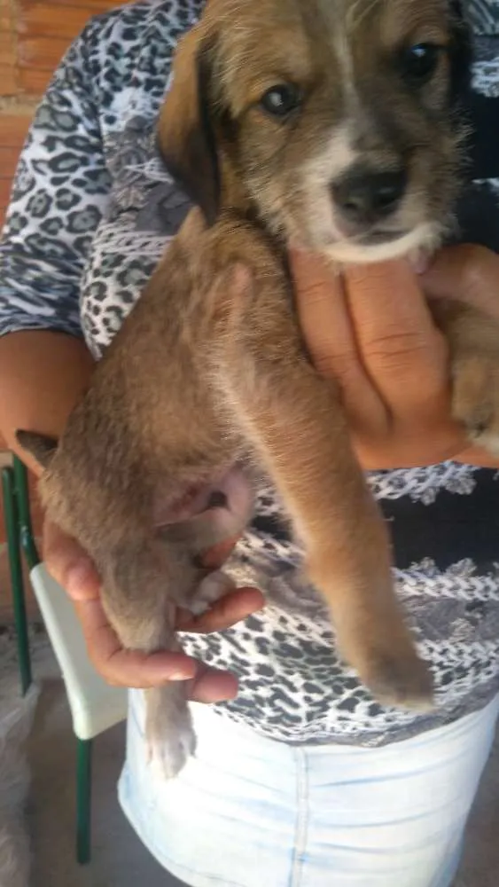 Cachorro ra a Vira-lata idade Abaixo de 2 meses nome Toddynho