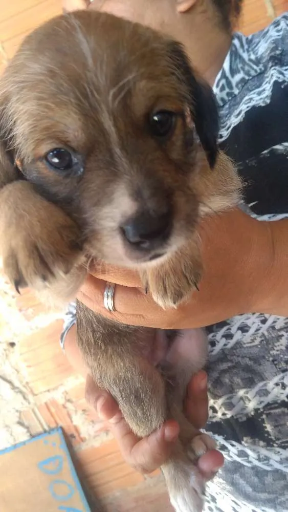 Cachorro ra a Vira-lata idade Abaixo de 2 meses nome Toddynho
