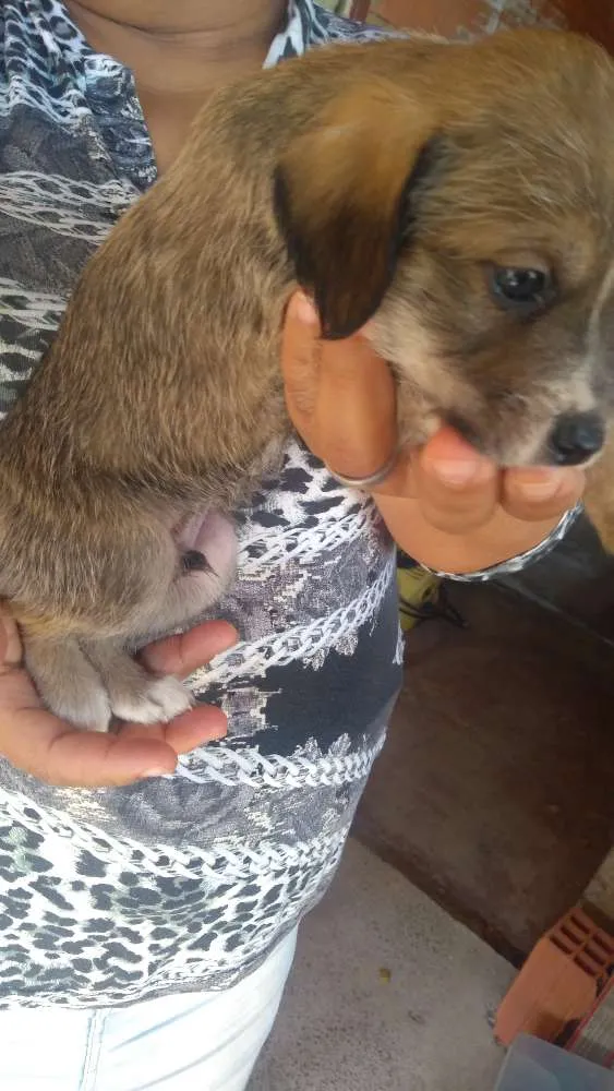 Cachorro ra a Vira-lata idade Abaixo de 2 meses nome Toddynho