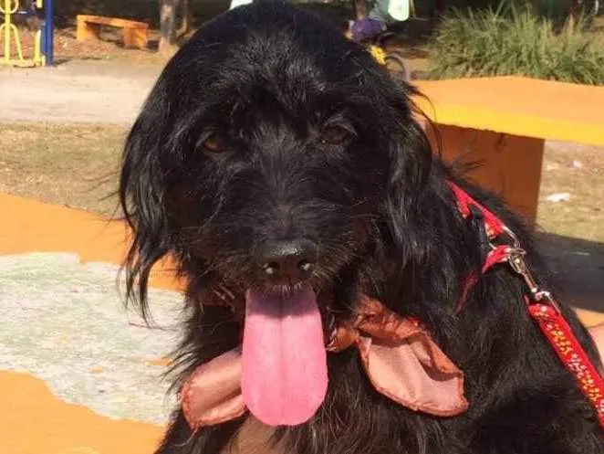 Cachorro ra a Sdr idade 3 anos nome NOAH
