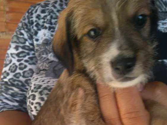 Cachorro ra a Vira-lata idade Abaixo de 2 meses nome Toddynho