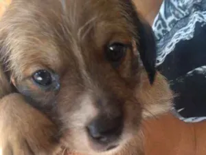 Cachorro raça Vira-lata idade Abaixo de 2 meses nome Toddynho