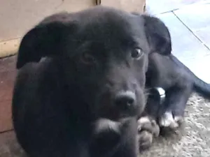 Cachorro raça SRD idade 2 a 6 meses nome Dengoso