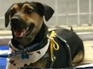 Cachorro raça SRD  idade  nome Neno