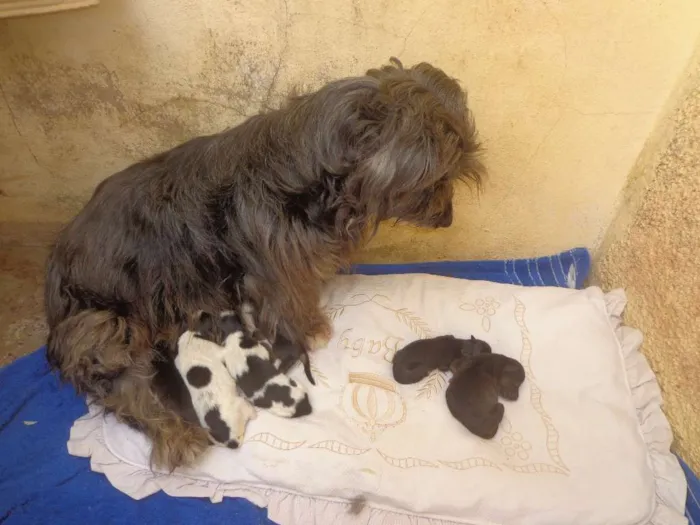 Cachorro ra a Indefinida idade Abaixo de 2 meses nome Sem nome
