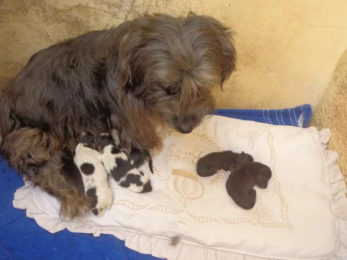 Cachorro ra a Indefinida idade Abaixo de 2 meses nome Sem nome