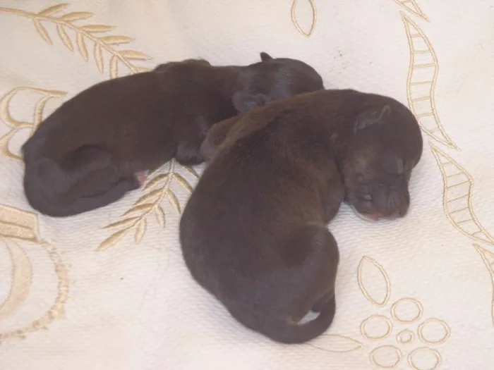 Cachorro ra a Indefinida idade Abaixo de 2 meses nome Sem nome