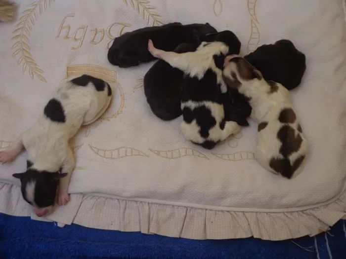 Cachorro ra a Indefinida idade Abaixo de 2 meses nome Sem nome