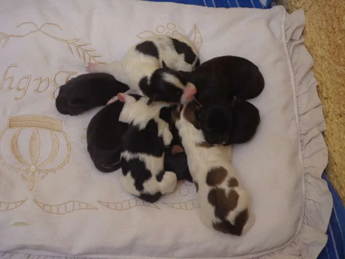 Cachorro ra a Indefinida idade Abaixo de 2 meses nome Sem nome