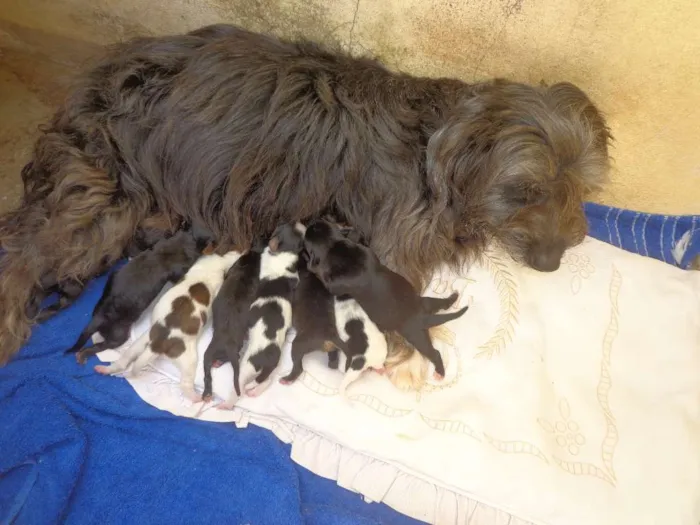 Cachorro ra a Indefinida idade Abaixo de 2 meses nome Sem nome