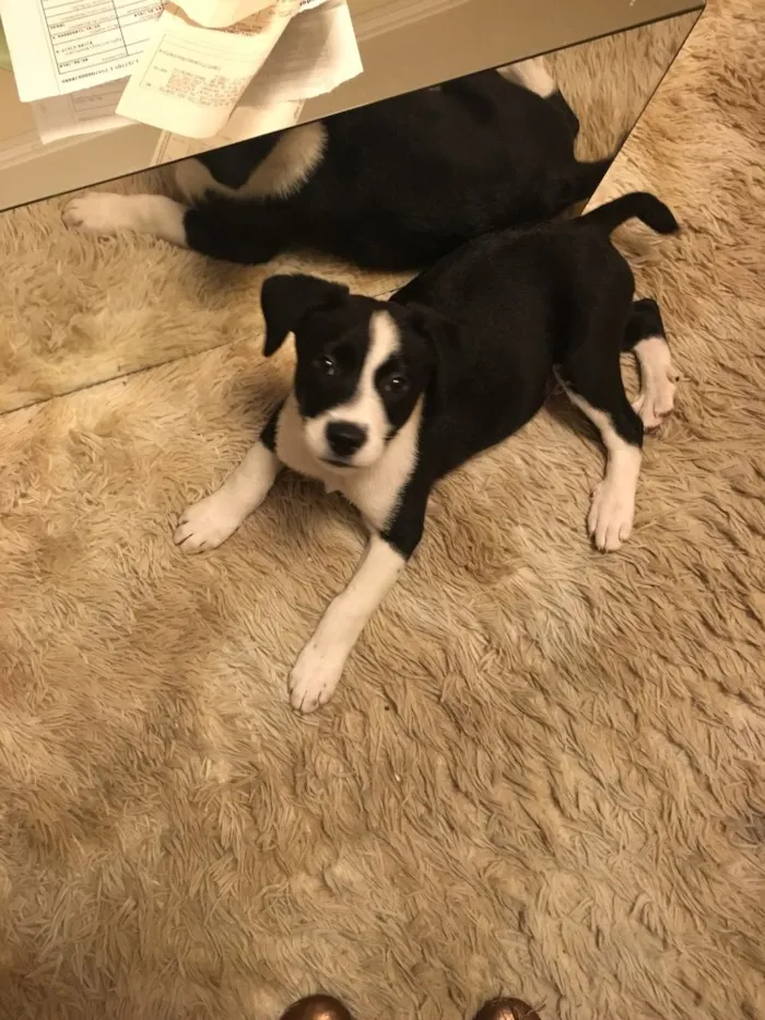 Cachorro ra a Sem raça definida idade 2 a 6 meses nome Lucke