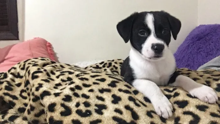 Cachorro ra a Sem raça definida idade 2 a 6 meses nome Lucke