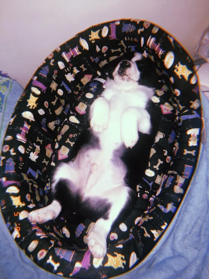 Cachorro ra a Sem raça definida idade 2 a 6 meses nome Lucke